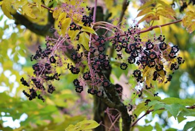 Aralia spinosa - arálie ostnitá - plody
